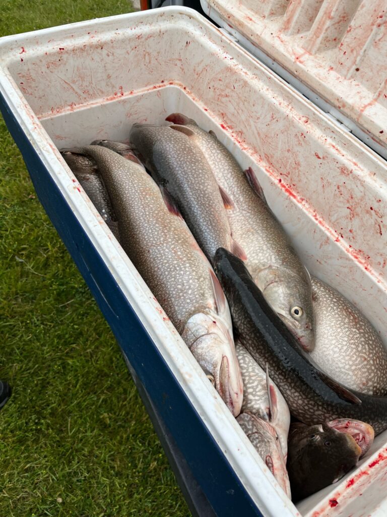 Charter Trip Thunder Bay Sunrise Side Alpena Boat Harbor Trout Catch Fish Knot Cooler