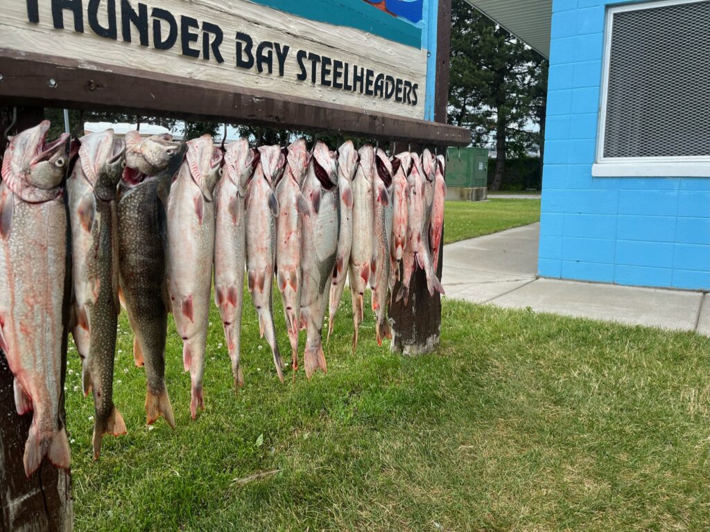 Charter Trip Thunder Bay Steelheaders Sunrise Side Alpena Boat Harbor Trout Catch Fish Knot