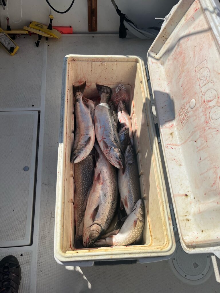 Charter Trip Thunder Bay Sunrise Side Alpena Boat Harbor Trout Catch Fish Knot Cooler