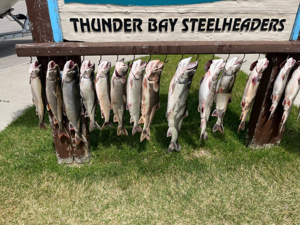 Charter Trip Thunder Bay Steelheaders Sunrise Side Alpena Boat Harbor Trout Catch Fish Knot