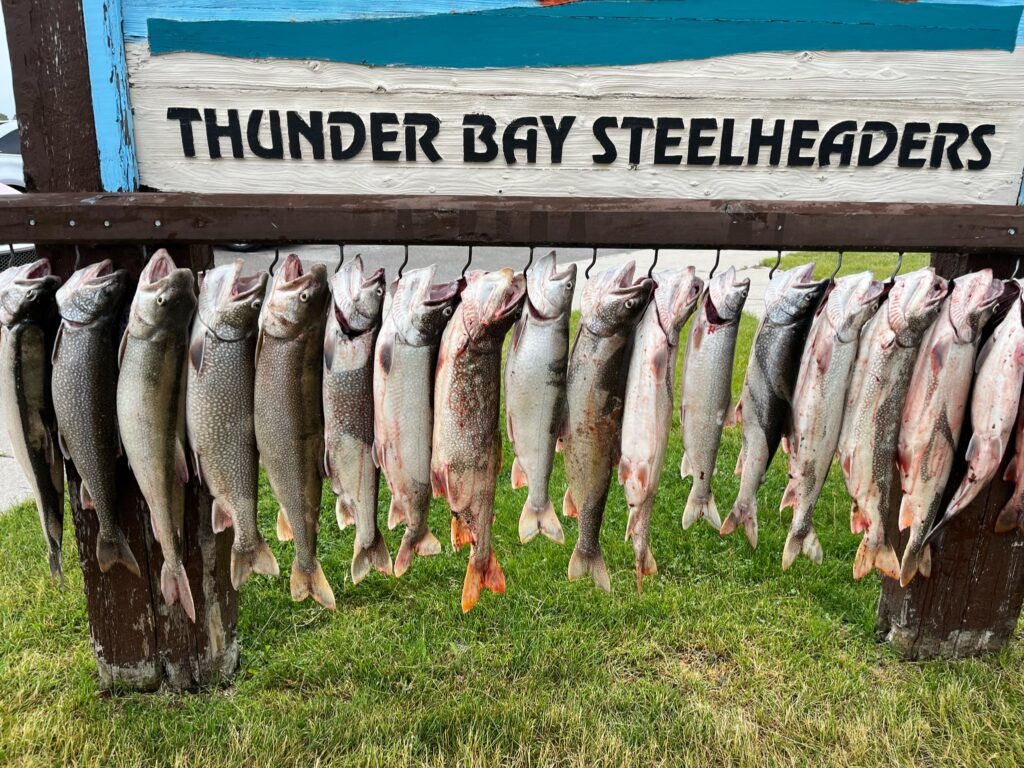 Charter Trip Thunder Bay Steelheaders Sunrise Side Alpena Boat Harbor Trout Catch Fish Knot